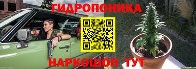 шишки Лесосибирск